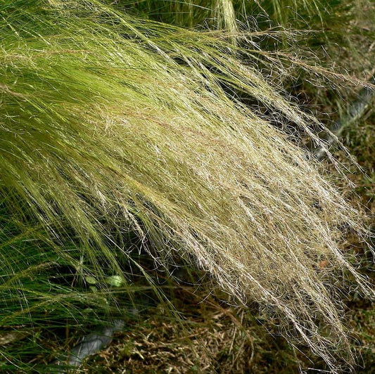 Nassella tenuissima - Mexican Feather Grass