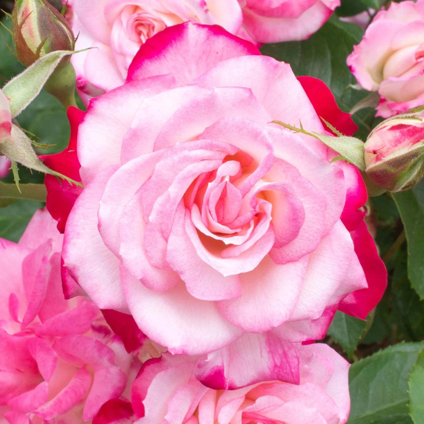 Rosa 'Meiriansois' PP 28,661 - Bloomables® Candy Cane Cocktail™ Rose