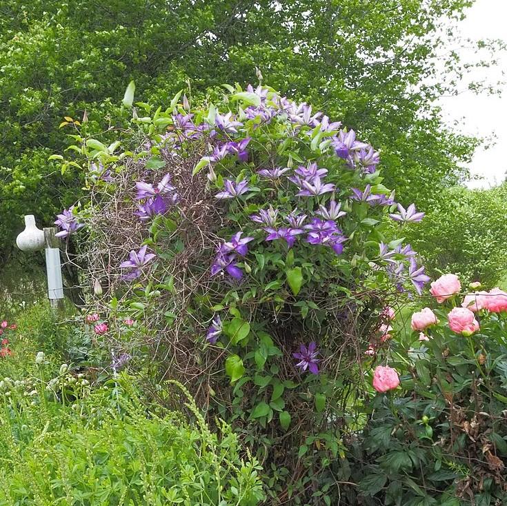 Clematis 'The President' - The President Clematis