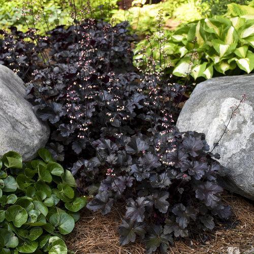Heuchera villosa 'Black Pearl' - Primo® Black Pearl Coral Bells