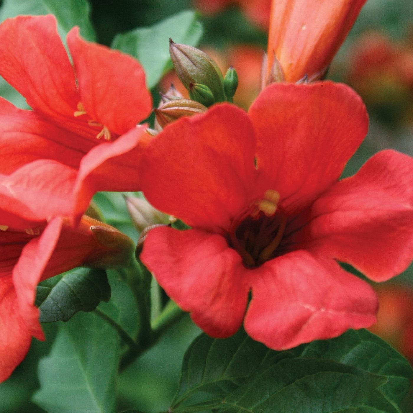 Campsis x tagliabuana 'Takarazuka Fresa' PP 23,917 - Summer Jazz™ Fire Campsis