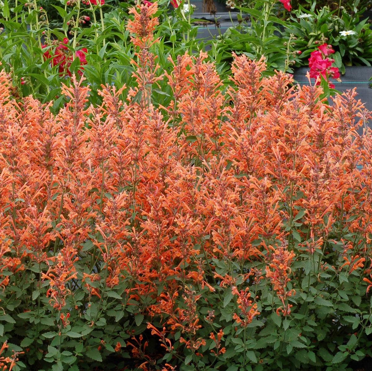 Agastache ‘Kudos Mandarin’ - Kudos™ Mandarin Hummingbird Mint, Hyssop