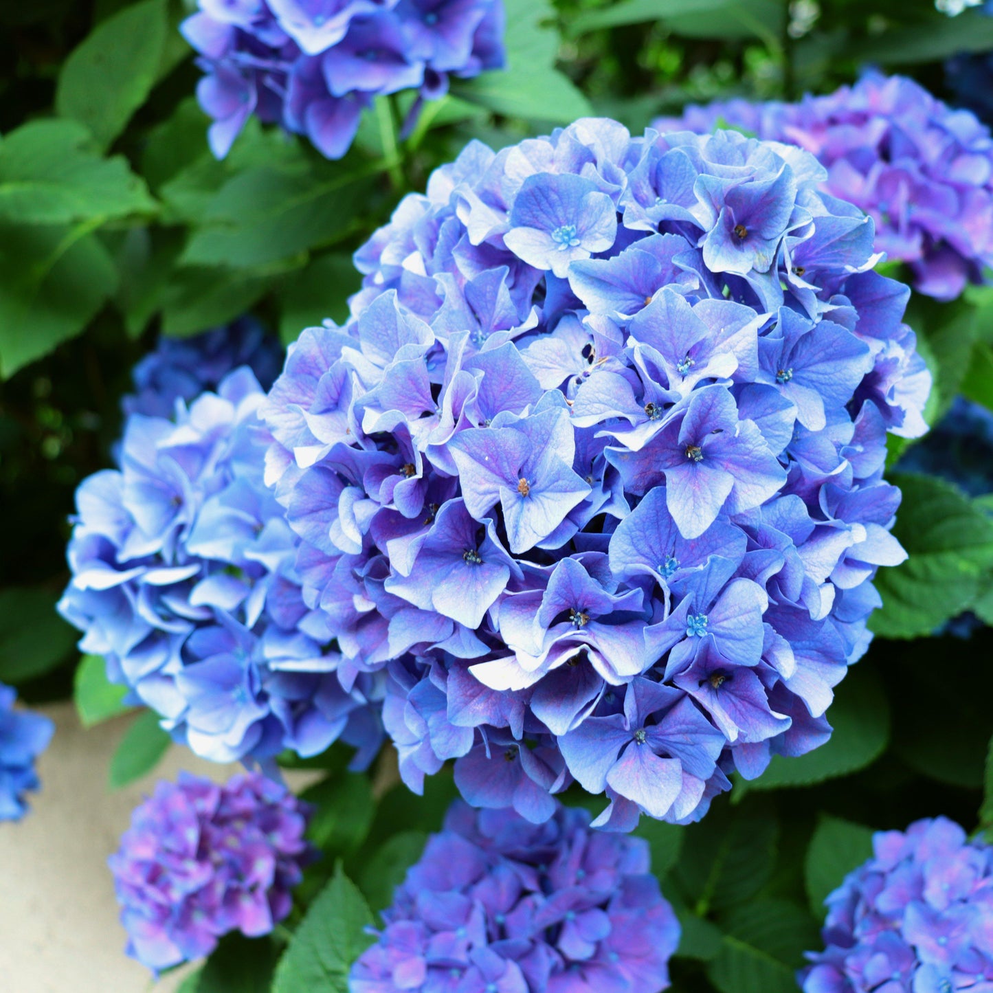 Hydrangea macrophylla 'Grenan' - Nantucket Blue™ Hydrangea
