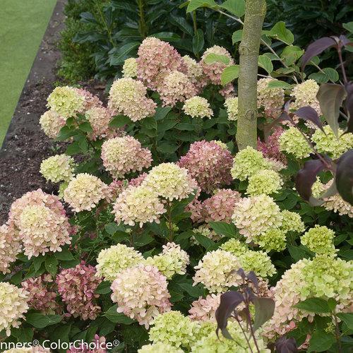 Hydrangea paniculata 'Jane' PP22,330 - Proven Winners® Little Lime® Hydrangea