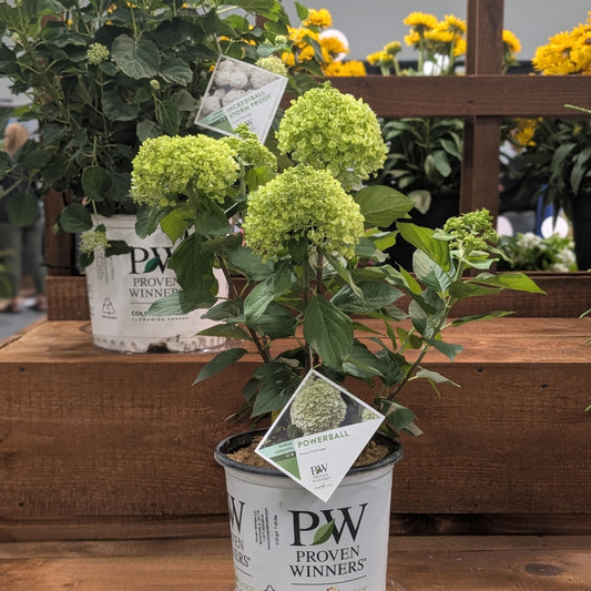 Hydrangea paniculata 'SMNHPLK' - PW® Powerball™ Hydrangea