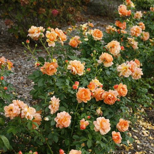 Rosa 'HORCOGJIL' PP 27541 - Proven Winners® Color Choice® At Last® Rose