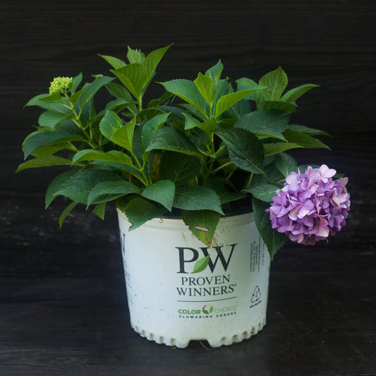 Hydrangea x 'SMNHSC' - Let's Dance® ¡Arriba!® Hydrangea