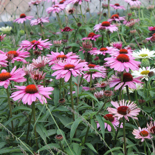 Echinacea purpurea 'Magnus' - Magnus Echinacea, Coneflower