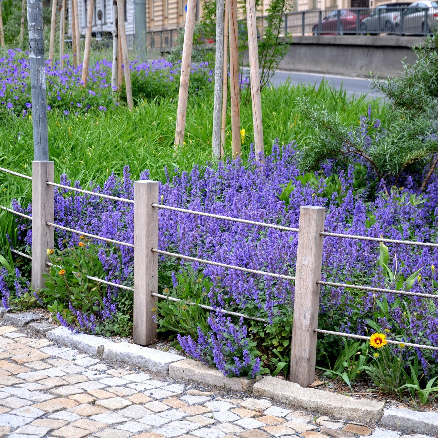 Nepeta x faassenii 'Picture Purrfect' - Picture Purrfect Catmint