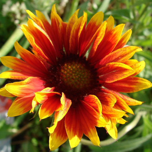 Gaillardia 'Copper Sun' - Spintop™ Copper Sun Blanket Flower