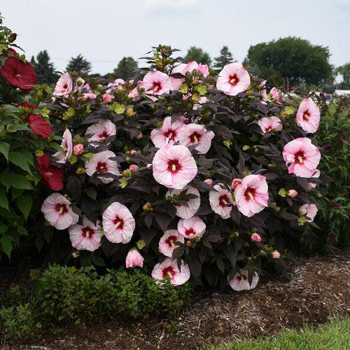 Hibiscus 'Perfect Storm' PP27,880 - Summerific® Perfect Storm Hibiscus