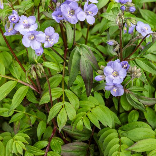 Polemonium 'Heaven Scent' - PW® Heaven Scent Jacob's Ladder