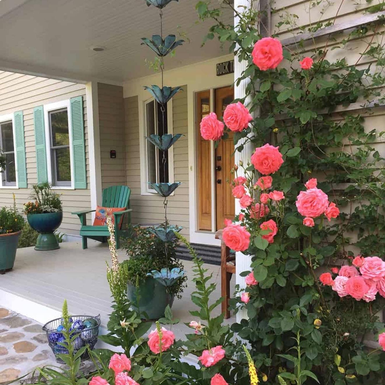 Rosa ‘JACclam’ - America™ Climbing Rose