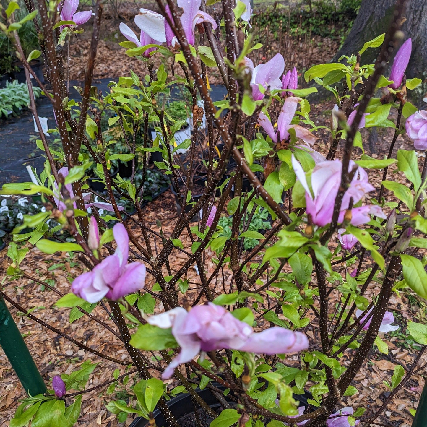 Magnolia x soulangiana 'Jane' - Saucer 'Jane' Magnolia