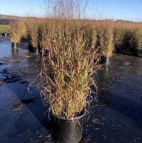 Panicum virgatum 'Shenandoah' - Shenandoah Switch Grass