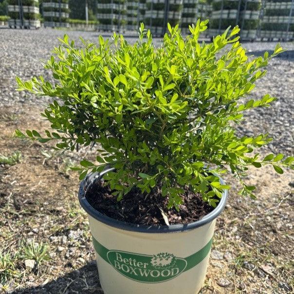 Buxus 'HER2009B03’ PP32275 - BetterBoxwood® Skylight™ Boxwood