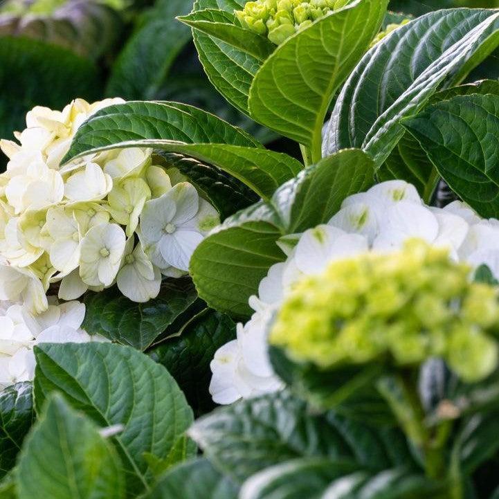 Hydrangea macrophylla 'Hokomagrito‘ - Bloomin' Easy® Grin and Tonic™ Hydrangea
