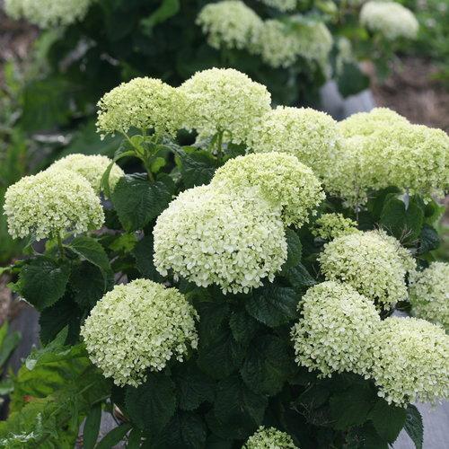 Hydrangea arborescens 'NCHA8' - Invincibelle® Limetta Smooth Hydrangea