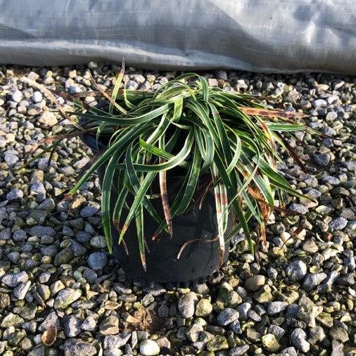 Liriope muscari 'Variegata' - Variegated Lily Turf