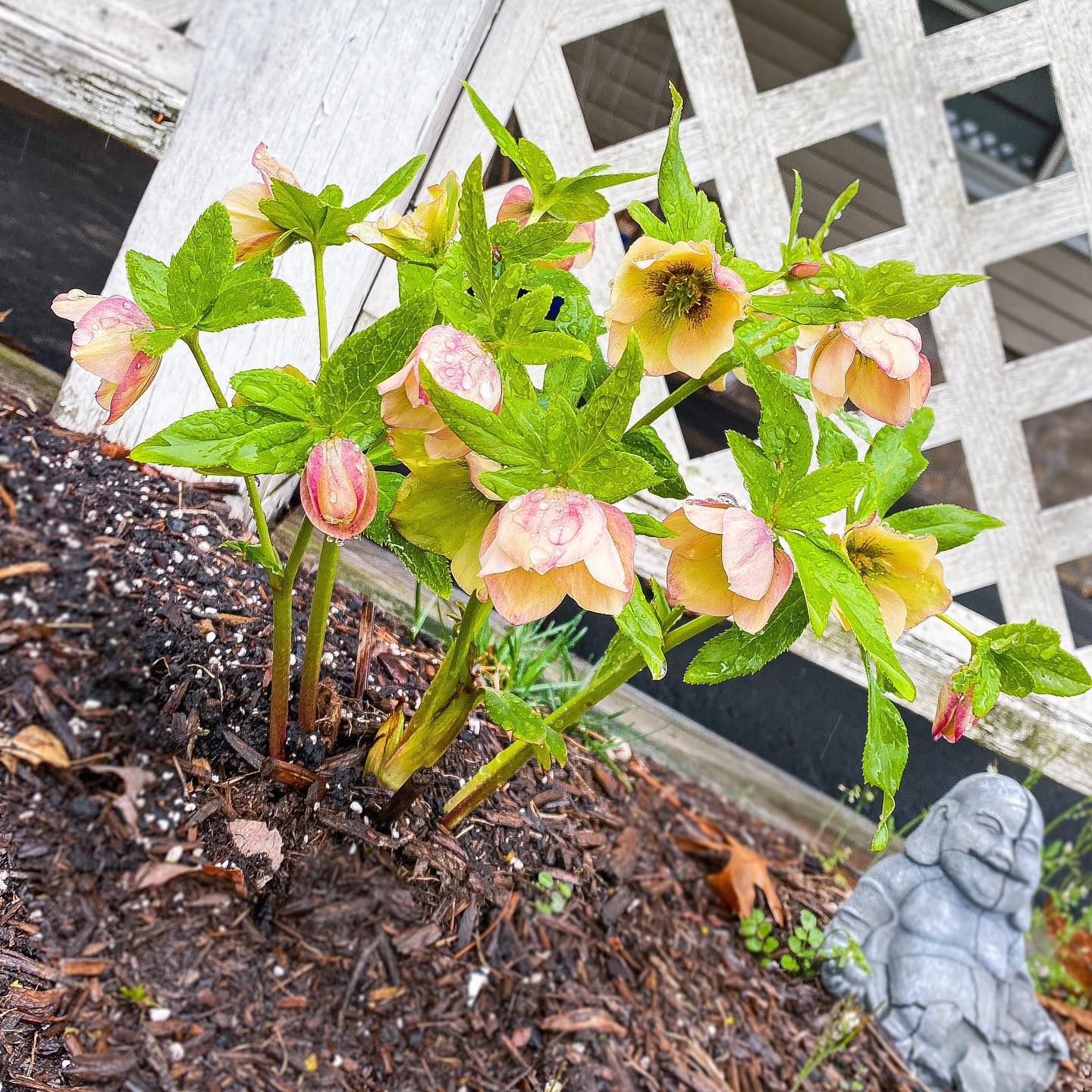 Helleborus 'Sandy Shores' - Honeymoon® Sandy Shores Lenten Rose
