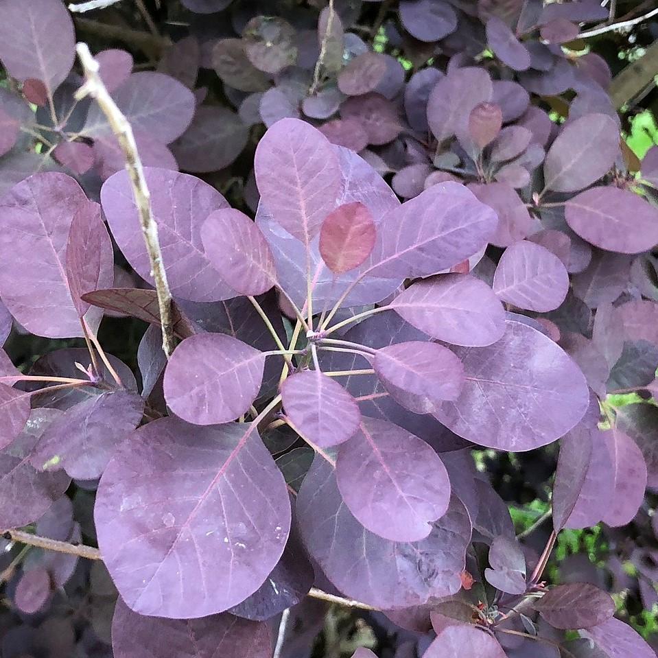 Cotinus coggygria 'Royal Purple' - Royal Purple Smoke Tree