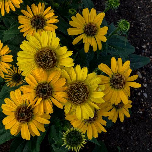 Echinacea 'Yellow My Darling' - Color Coded® Yellow My Darling Echinacea