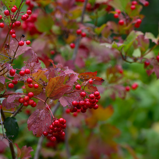 Viburnum trilobum ‘Bailey Compact’ - Bailey Compact Viburnum