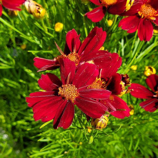 Coreopsis verticillata 'Red Satin' - Permathreads™ Red Satin Coreopsis