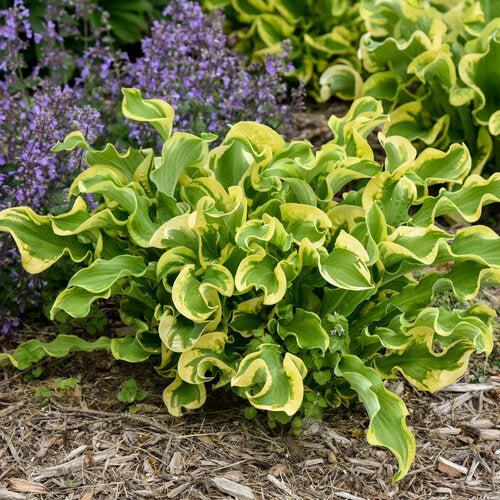 Hosta 'Wheee!' PP23565 - PW® Shadowland® Wheee! Hosta