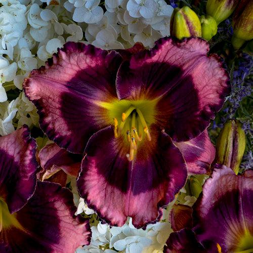 Hemerocallis 'Storm Shelter' - PW® Rainbow Rhythm® Storm Shelter Daylily
