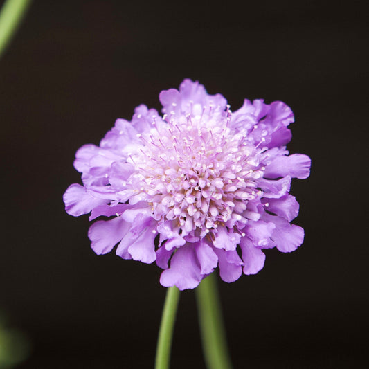 Scabiosa columbaria 'Butterfly Blue' - Butterfly Blue Pincushion Flower