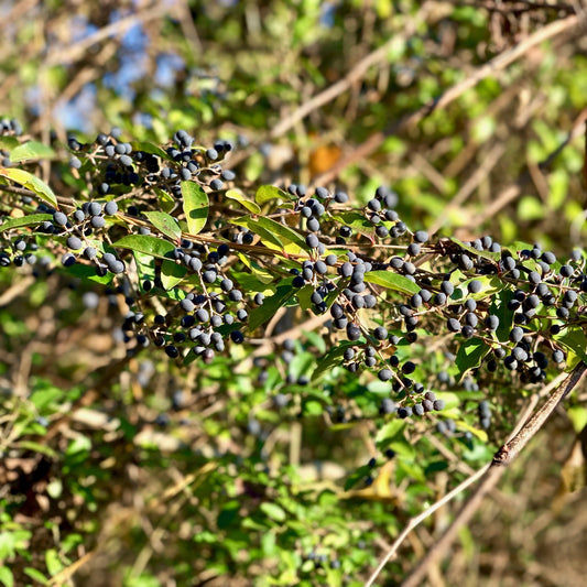 Ligustrum amurense - Amur Privet