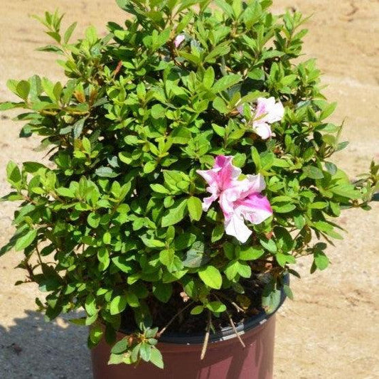 Rhododendron ‘Conlep’ - Encore® Autumn Twist™ Azalea