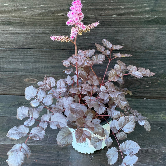 Astilbe 'Dark Side of the Moon' - Dark Side of the Moon Astilbe