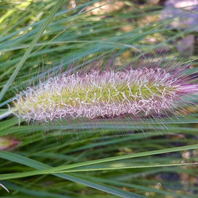 Pennisetum alopecuroides 'Red Head' - Red Head Fountain Grass