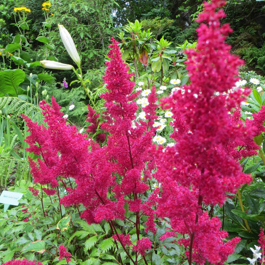 Astilbe japonica 'Montgomery' - Montgomery Japanese Astilbe