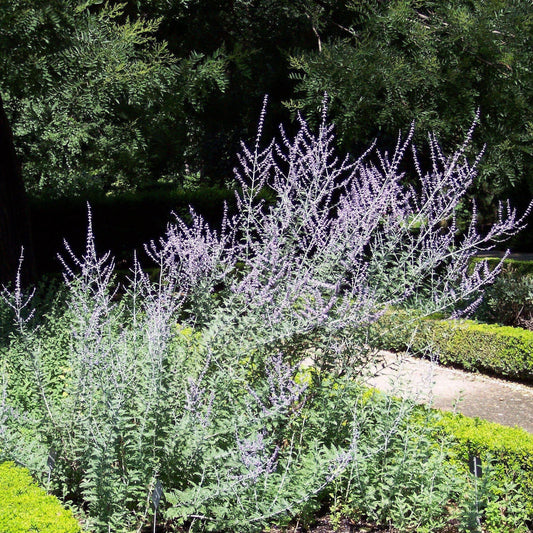 Perovskia atriplicifolia - Russian Sage