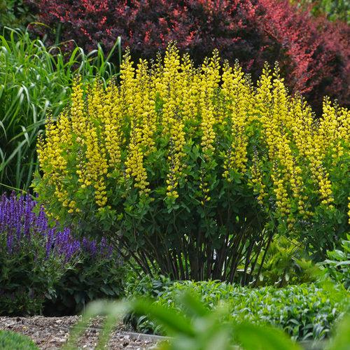 Baptisia 'Lemon Meringue' - Decadence® Lemon Meringue Baptisia