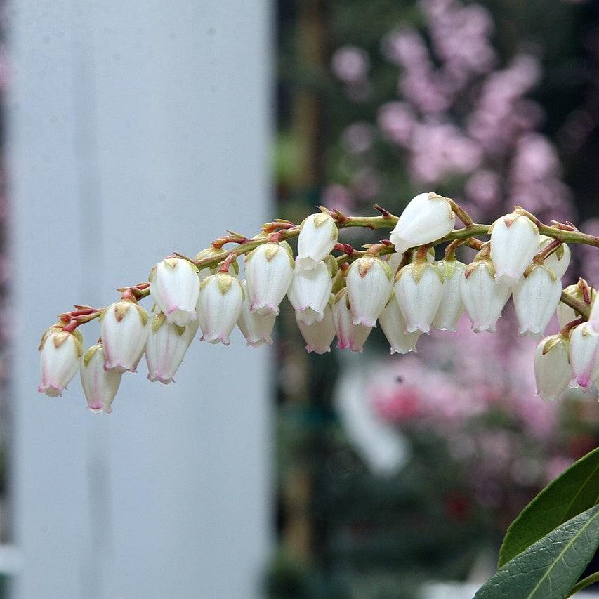 Pieris japonica 'Dorothy Wyckoff' - Dorothy Wyckoff Andromeda