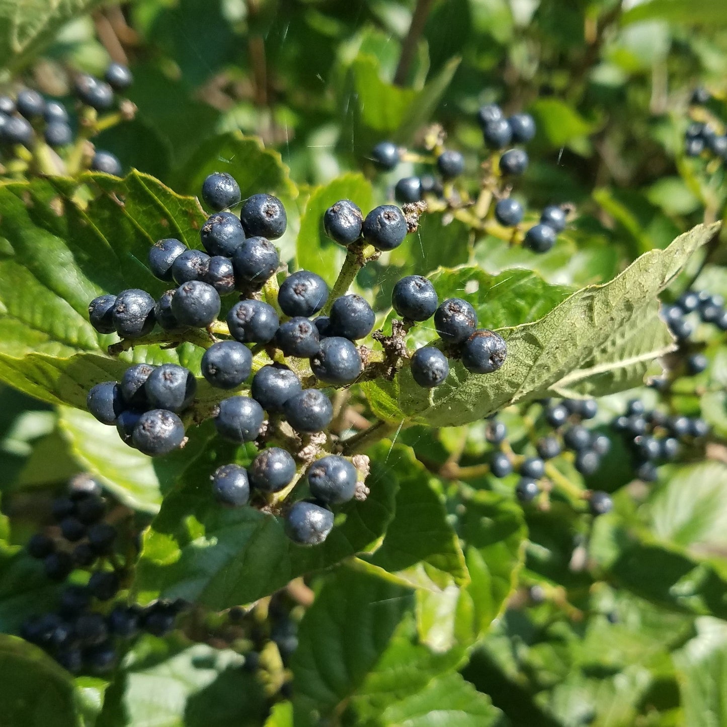 Viburnum dentatum 'Blubzam' - Blue Blaze™ Viburnum