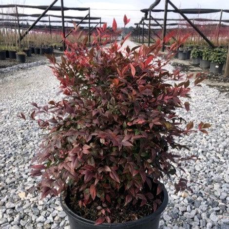 Nandina domestica 'Gulf Stream' - Gulf Stream Heavenly Bamboo