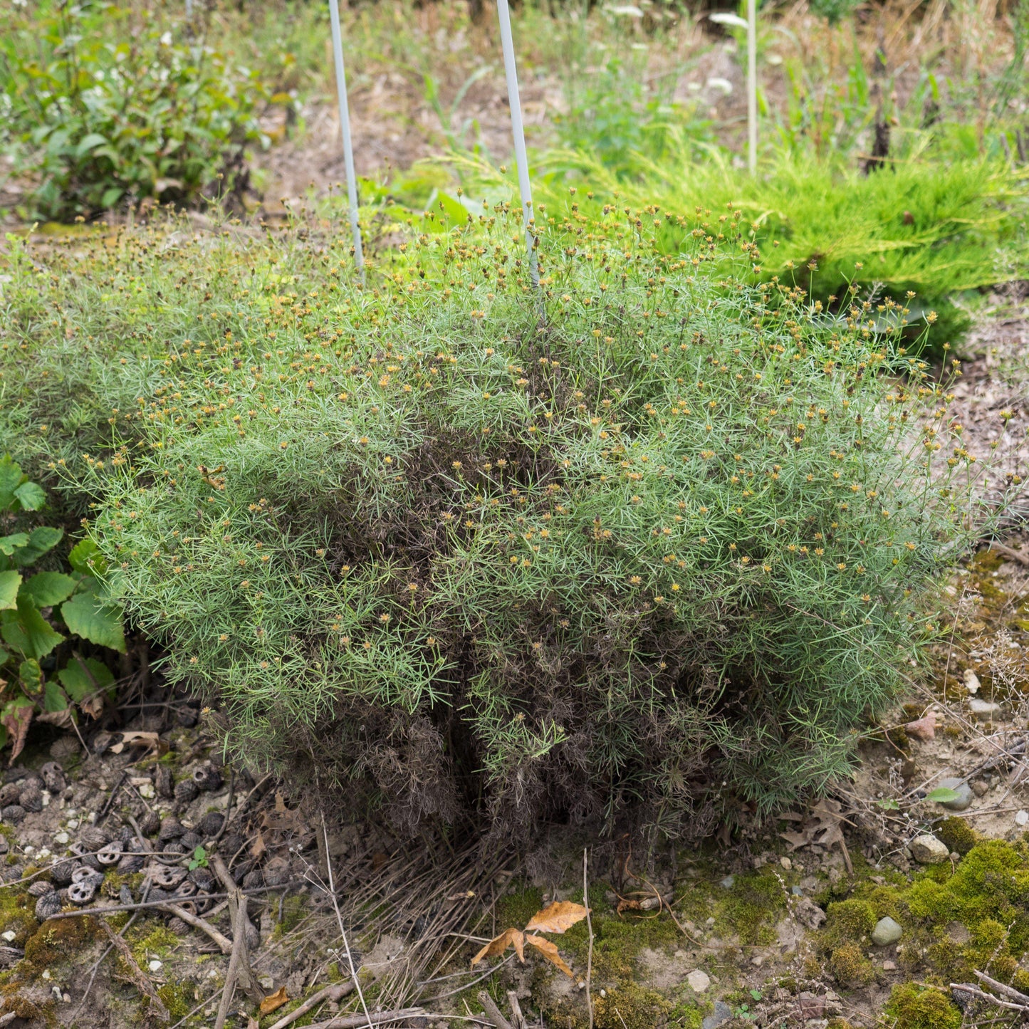 Coreopsis verticillata 'Moonbeam' - Moonbeam Threadleaf Coreopsis