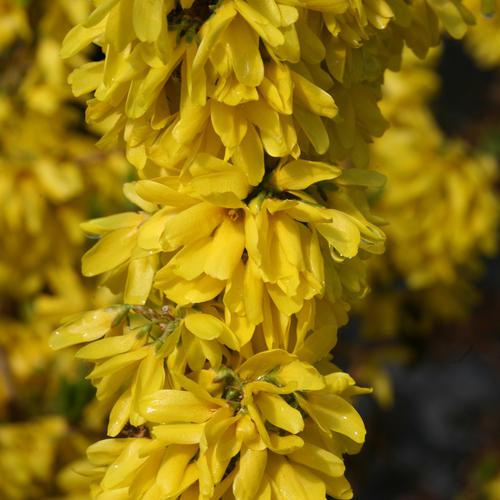 Forsythia x 'Minfor6' - Show Off Starlet® Forsythia