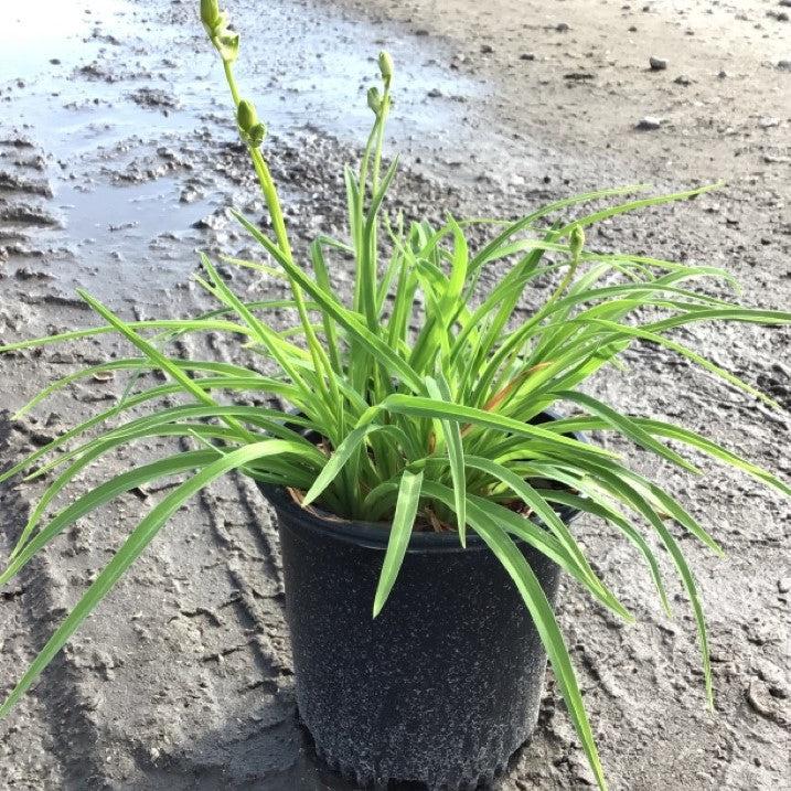 Hemerocallis 'Stella D'Oro' - Stella de Oro Daylily