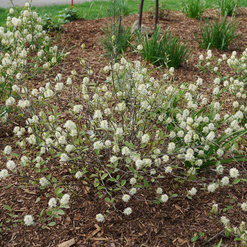 Fothergilla x intermedia 'NCFI1' USPP 34,139 - Legend of the Small® Fothergilla