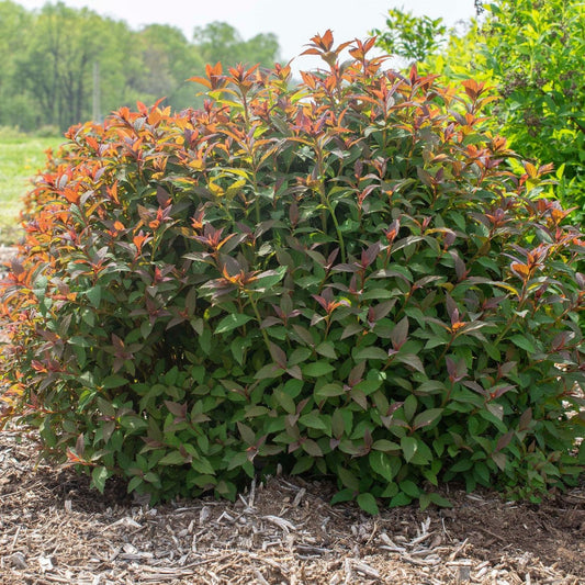 Spiraea japonica 'Iceconspir' PP 33,786 - Empire® Ice Dragon™ Spiraea