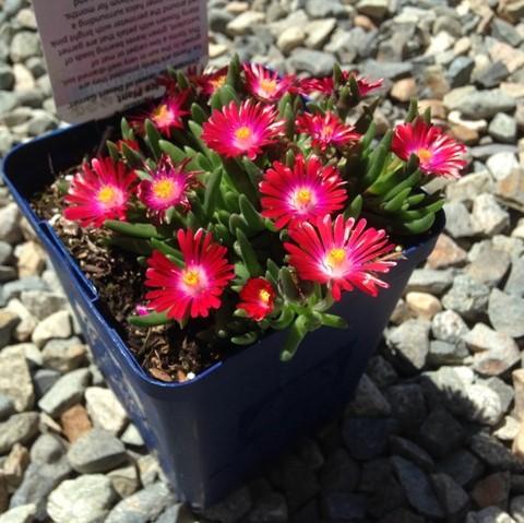 Delosperma cooperi 'Jewel of Desert Garnet' - Jewel of Desert® Garnet Ice Plant