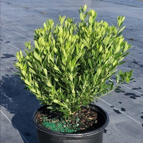 Ilex glabra 'Shamrock' - Shamrock Inkberry Holly