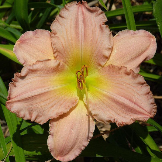 Hemerocallis 'Jolyene Nichole' - Jolyene Nichole Daylily
