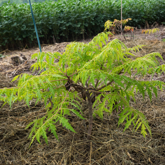 Rhus typhina 'Bailtiger' - First Editions® Tiger Eyes Staghorn Sumac